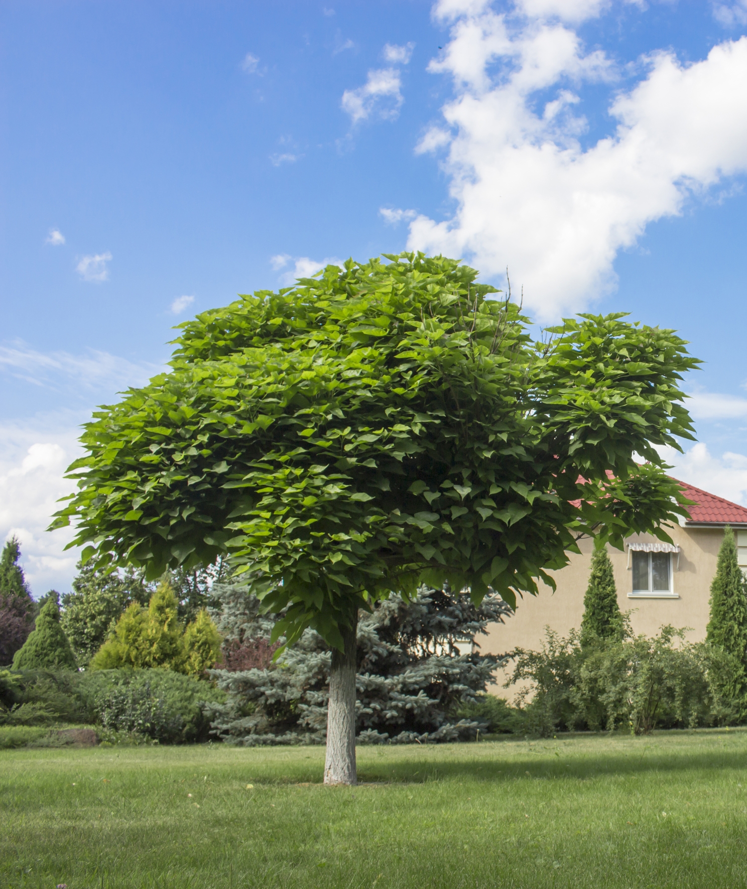 catalpa-boom-catalpa-bignonioides-bestellen-bezorgen