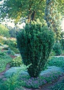 cephalotaxus-cephalotaxus-harringtonia-fastigiata-bestellen-bezorgen