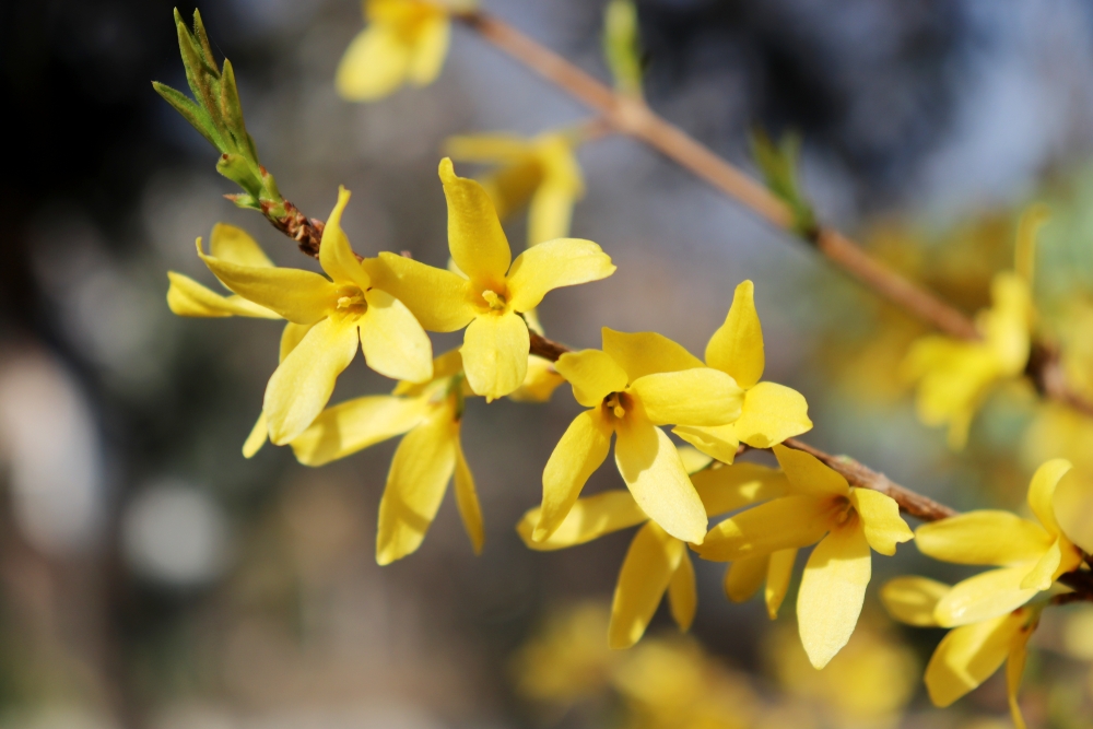 chinees-klokje-op-stam-forsythia-intermedia-week-end-bestellen-bezorgen