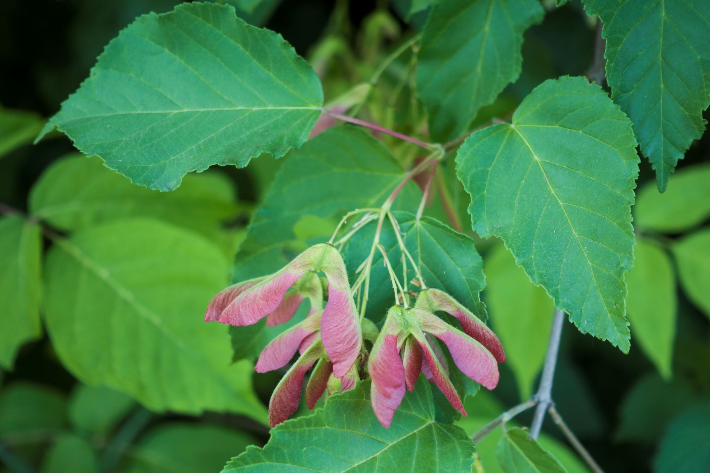 chinese-esdoorn-acer-davidii-bestellen-bezorgen