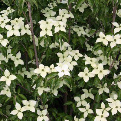 chinese-kornoelje-boom-cornus-kousa-chinensis-bestellen-bezorgen