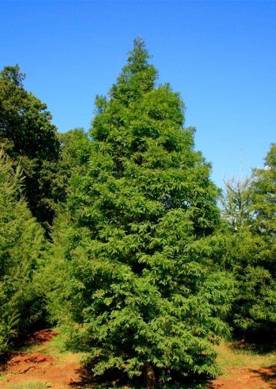 chinese-mammoetboom-watercipres-metasequoia-glyptostroboides-bestellen-bezorgen