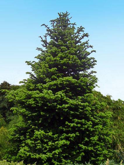 chinese-zilverspar-abies-delavayi-green-giant-bestellen-bezorgen