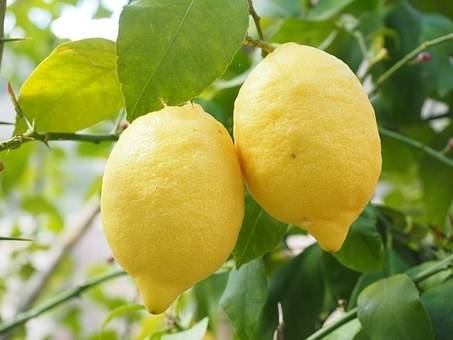 citroen-citrus-lemonium-bestellen-bezorgen