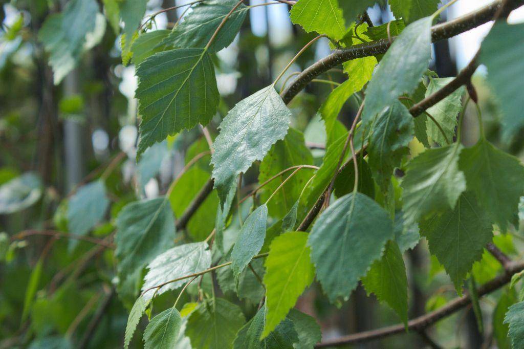 dak-berk-betula-pendula-dakboom-bestellen-bezorgen