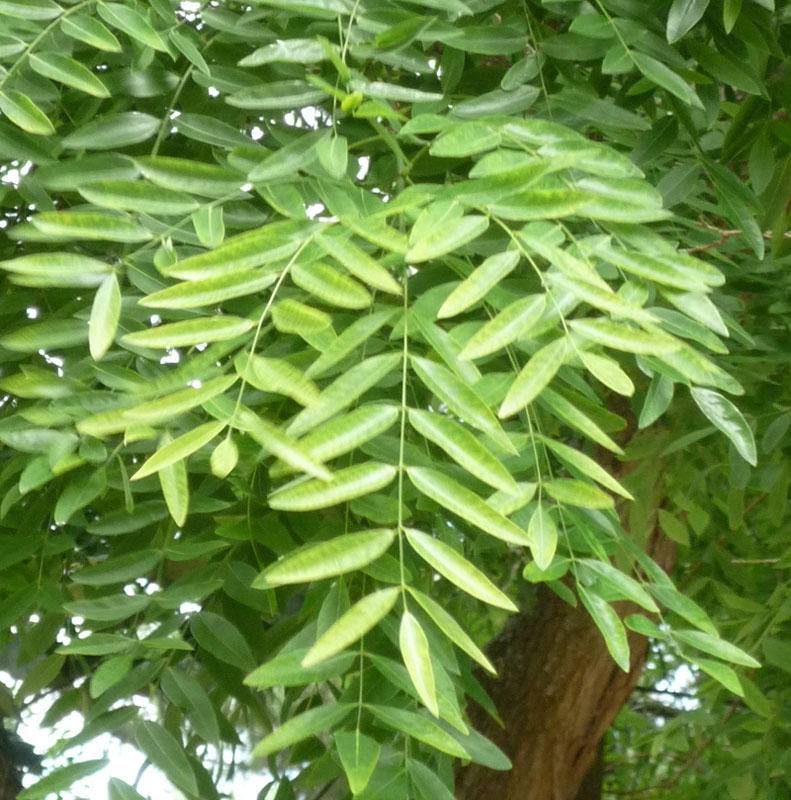 dak-honingboom-sophora-japonica-dakboom-bestellen-bezorgen