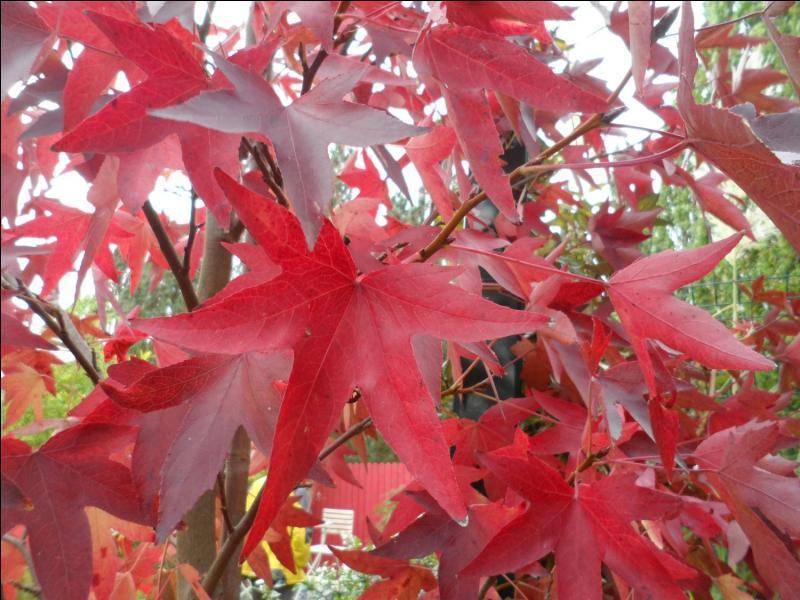 dakamberboom-liquidambar-dakboom-bestellen-bezorgen