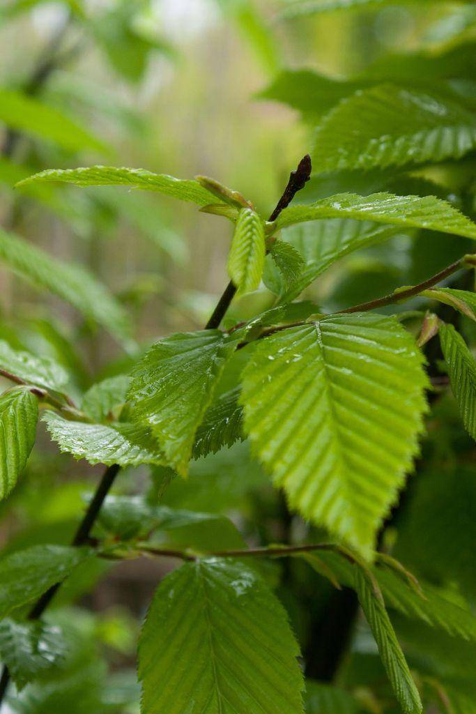 dakbeuk-carpinus-betulus-dakboom-bestellen-bezorgen