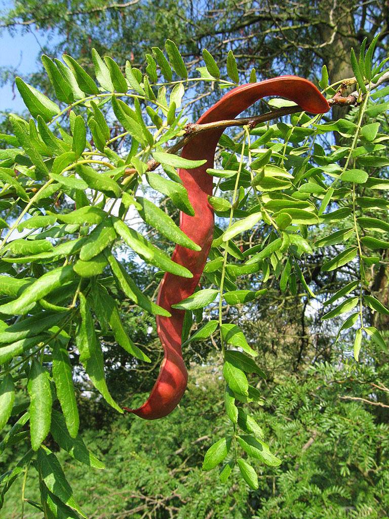 dakboom-gele-christusdoorn-gleditsia-triacanthos-sunburst-bestellen-bezorgen