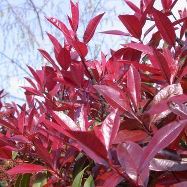 dakboom-glansmispel-dak-photinia-fraseri-red-robin-bestellen-bezorgen