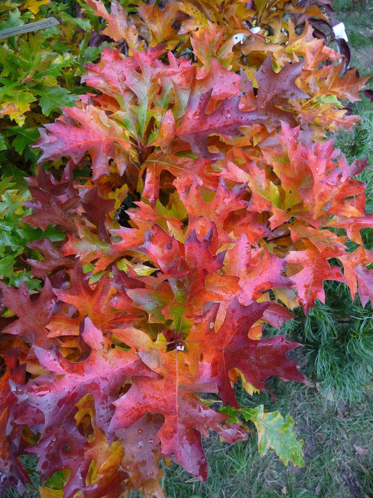 dakeik-quercus-palustris-dakboom-bestellen-bezorgen