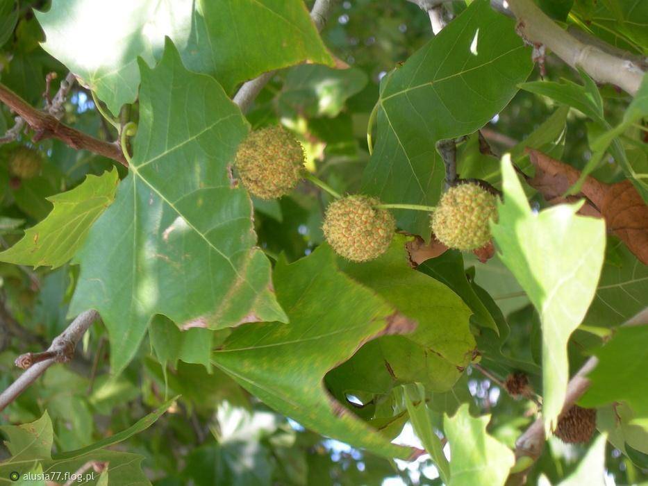 dakplataan-platanus-dakboom-bestellen-bezorgen