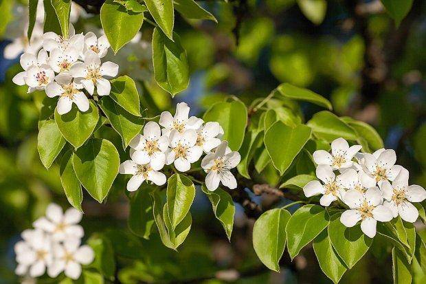 daksierpeer-pyrus-calleryana-chanticleer-dakboom-bestellen-bezorgen