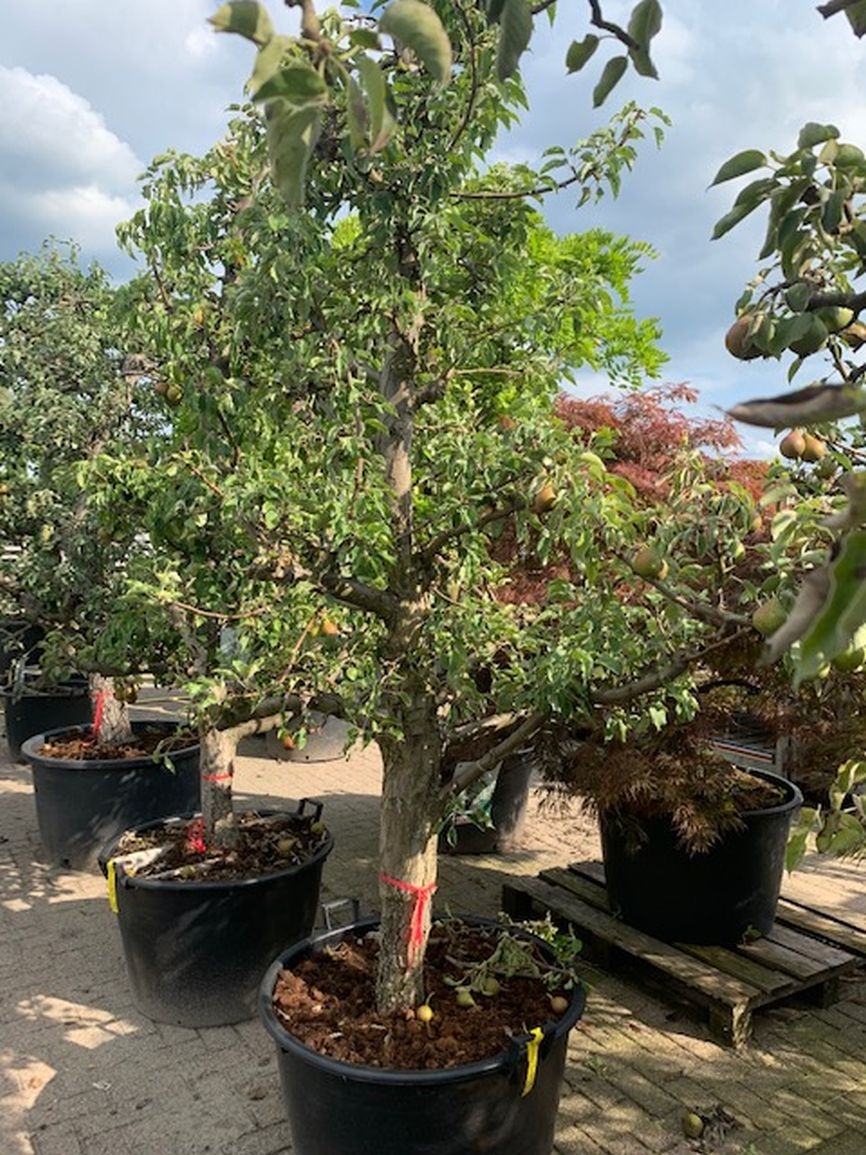 dikke-appelboom-karakterstruik-malus-domestica-elstar-bestellen-bezorgen