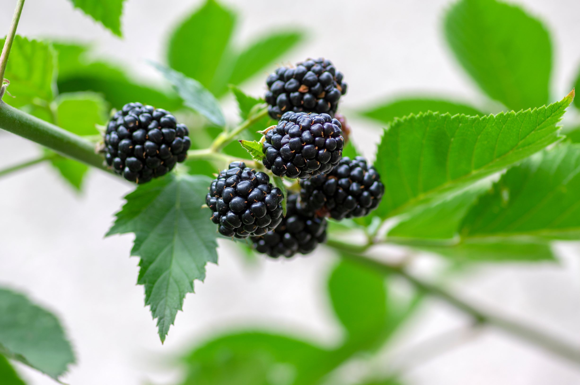 doornloze-braam-rubus-fruticosus-triple-crown-bestellen-bezorgen