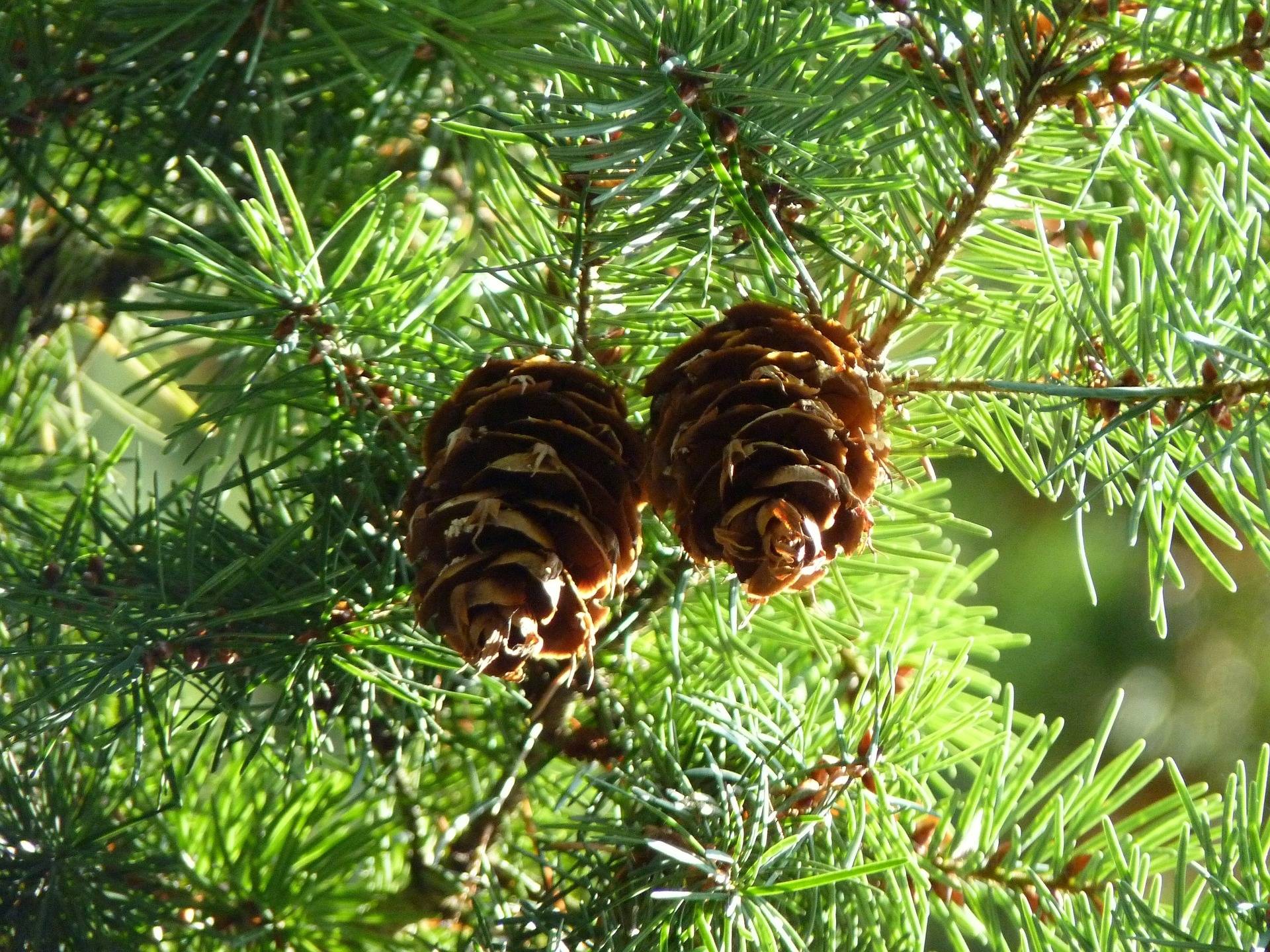 douglasspar-pseudotsuga-menziesii-bestellen-bezorgen