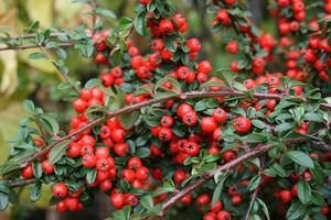 dwergmispel-op-stam-cotoneaster-suecicus-coral-beauty-bestellen-bezorgen