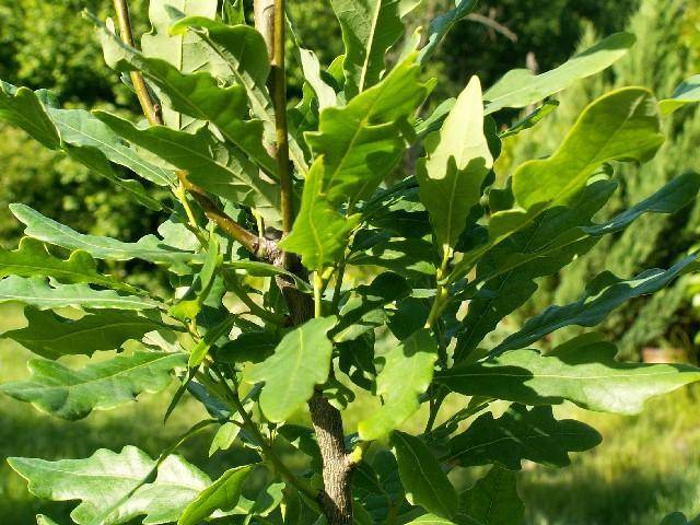 eikenboom-zuilvorm-quercus-robur-fastigiata-bestellen-bezorgen