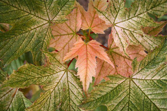 esdoorn-acer-pseudoplatanus-prinz-handjery-bestellen-bezorgen