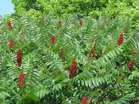 fluweelboom-rhus-typhina-bestellen-bezorgen