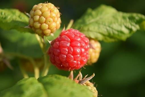 framboos-rubus-idaeus-autumn-bliss-bestellen-bezorgen