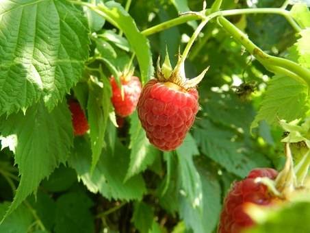 framboos-rubus-idaeus-heritage-bestellen-bezorgen