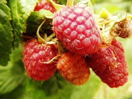 framboos-rubus-idaeus-malling-promise-bestellen-bezorgen