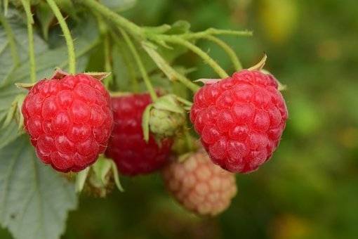 framboos-rubus-idaeus-schonemann-bestellen-bezorgen