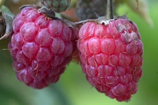 framboos-rubus-idaeus-tulameen-bestellen-bezorgen