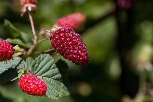 frambraam-rubus-loganberry-bestellen-bezorgen