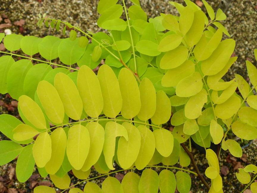 gele-acacia-robinia-pseudoacacia-frisia-bestellen-bezorgen