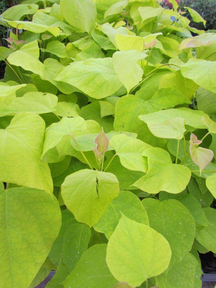 gele-bolcatalpa-catalpa-bignonioides-aurea-bestellen-bezorgen