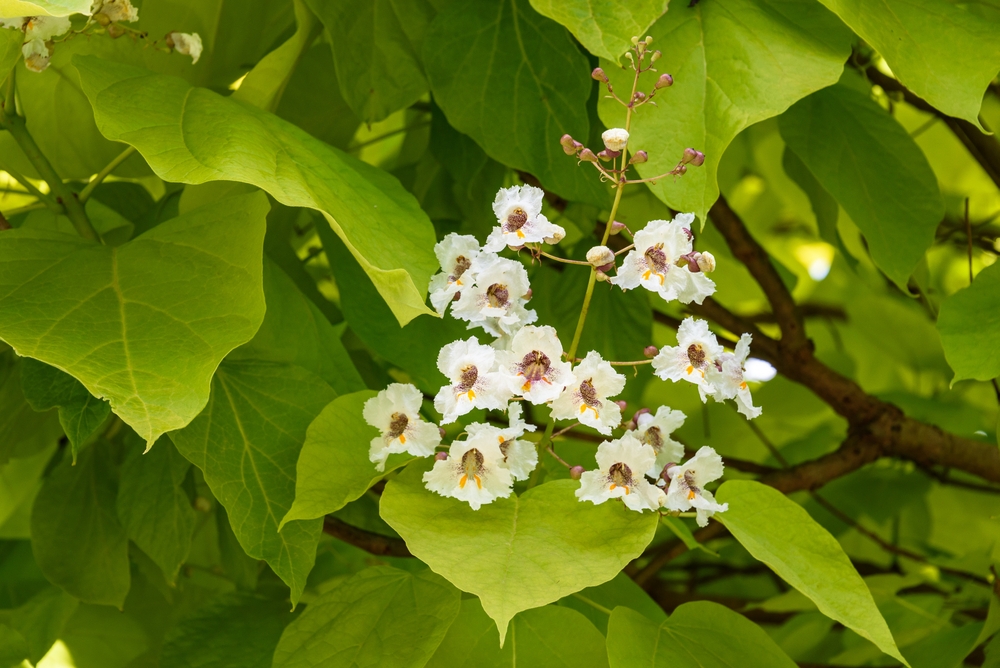 gele-catalpa-struikvorm-catalpa-bignonioides-aurea-bestellen-bezorgen