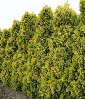 gele-haagconifeer-thuja-occidentalis-yellow-ribbon-bestellen-bezorgen