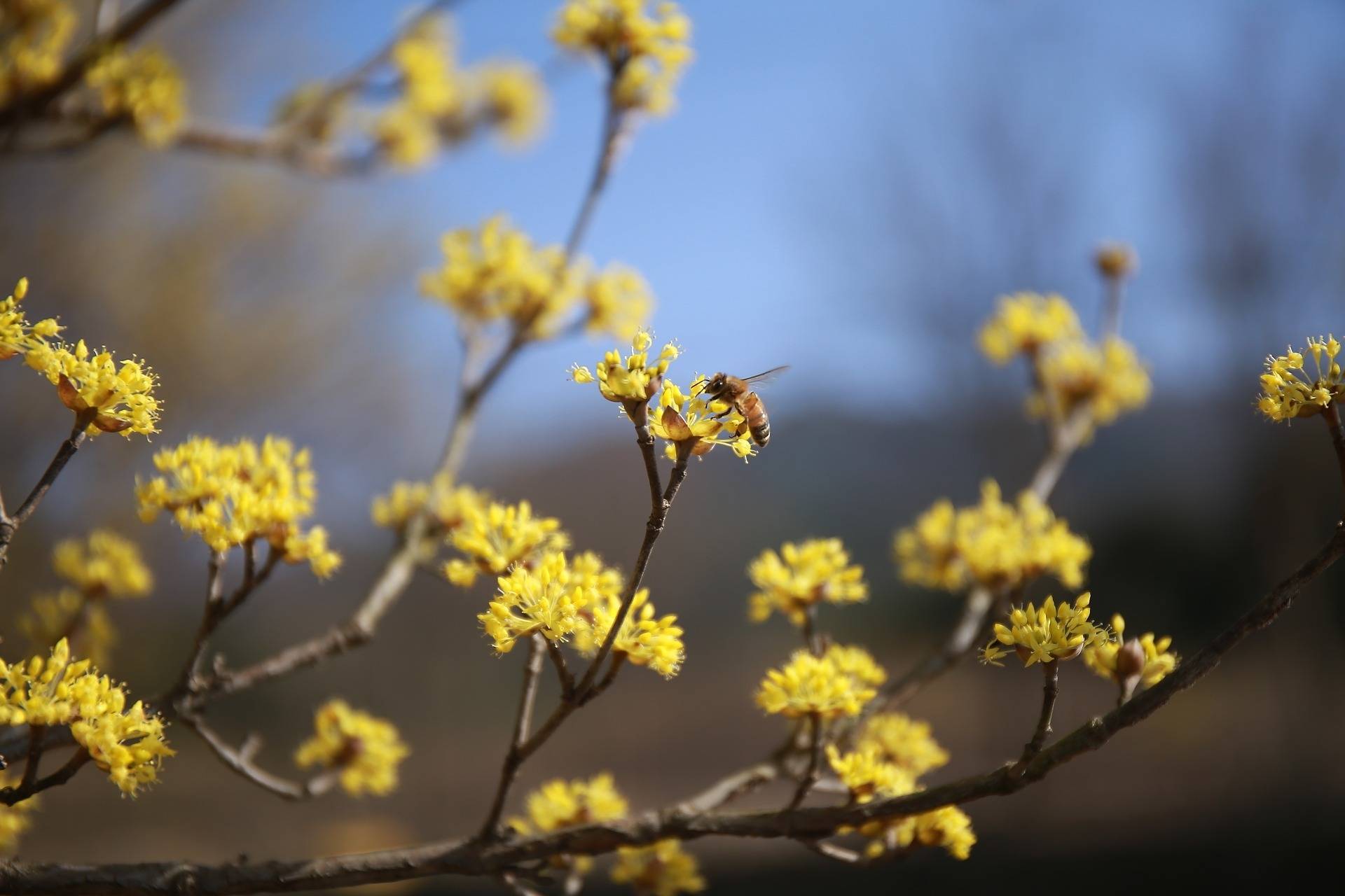 gele-kornoelje-boom-cornus-mas-bestellen-bezorgen