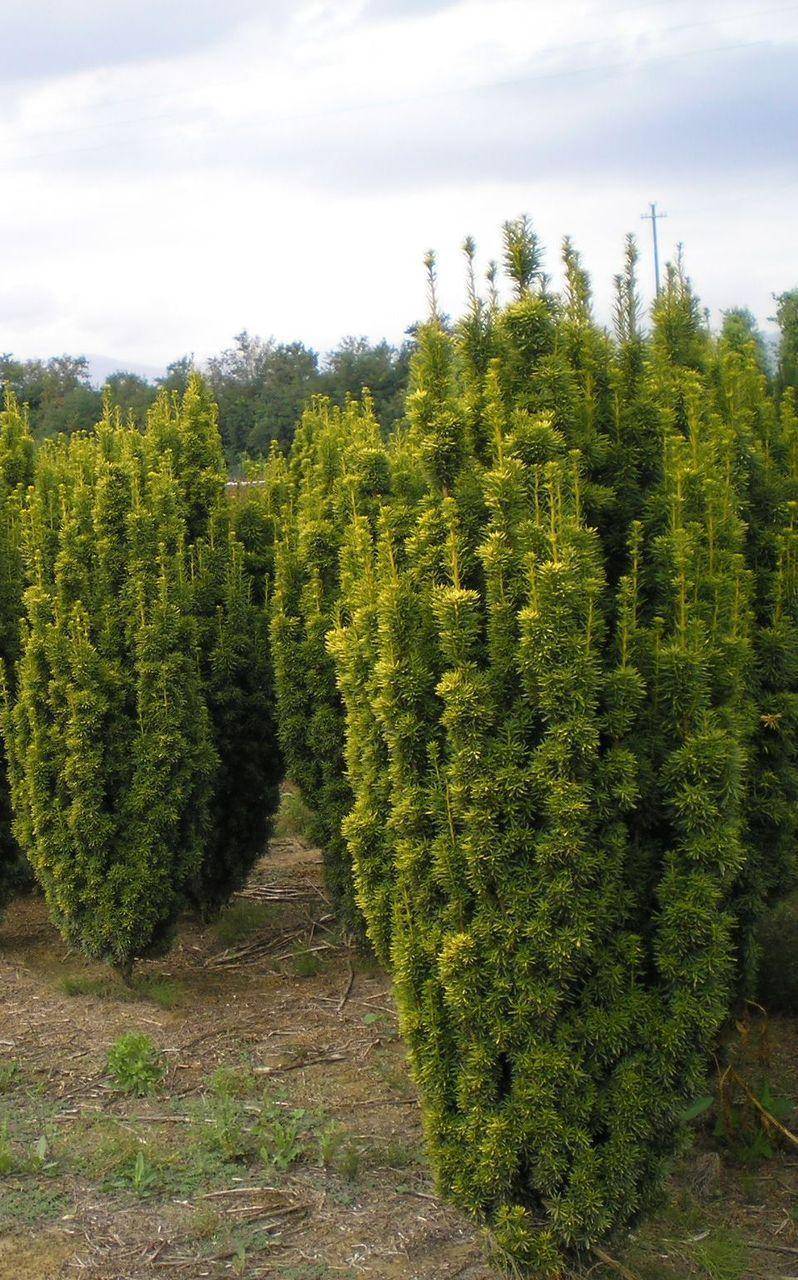 gele-smaol-opgaande-taxus-taxus-baccata-fastigiata-aurea-bestellen-bezorgen