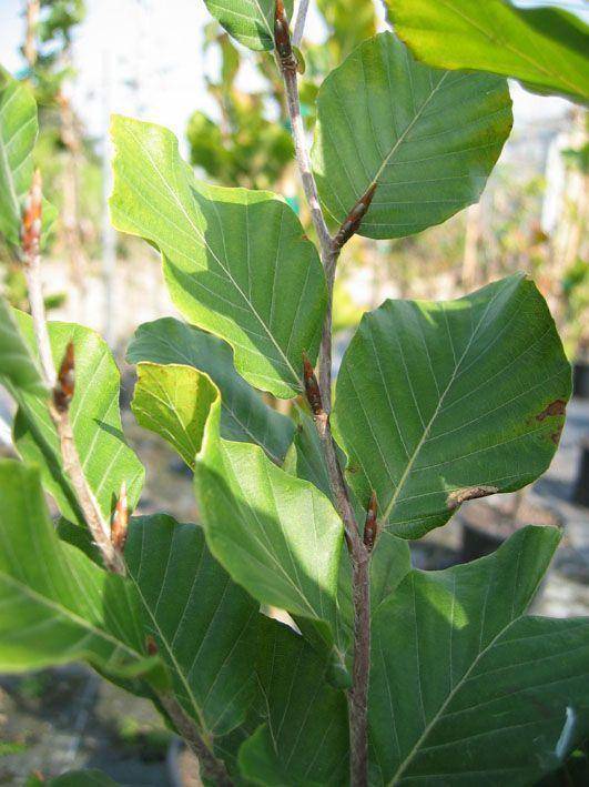 gele-zuilbeuk-fagus-sylvatica-dawyck-gold-bestellen-bezorgen