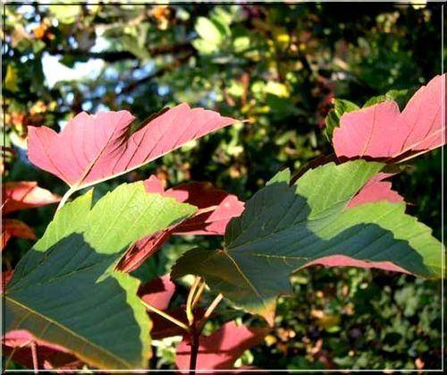 gewone-esdoorn-acer-pseudoplatanus-atropurpureum-bestellen-bezorgen