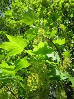 gewone-esdoorn-acer-pseudoplatanus-bestellen-bezorgen