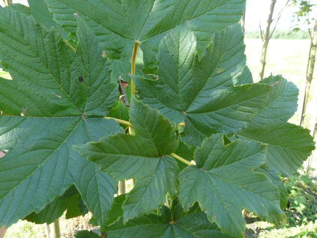 gewone-esdoorn-acer-pseudoplatanus-bruchem-bestellen-bezorgen