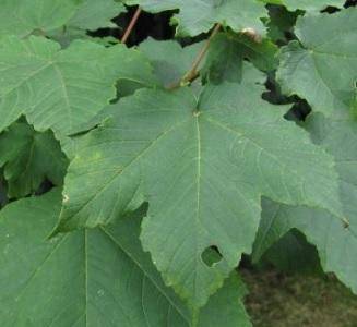 gewone-esdoorn-acer-pseudoplatanus-negenia-bestellen-bezorgen