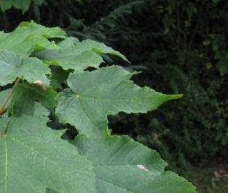 gewone-esdoorn-acer-pseudoplatanus-rotterdam-bestellen-bezorgen