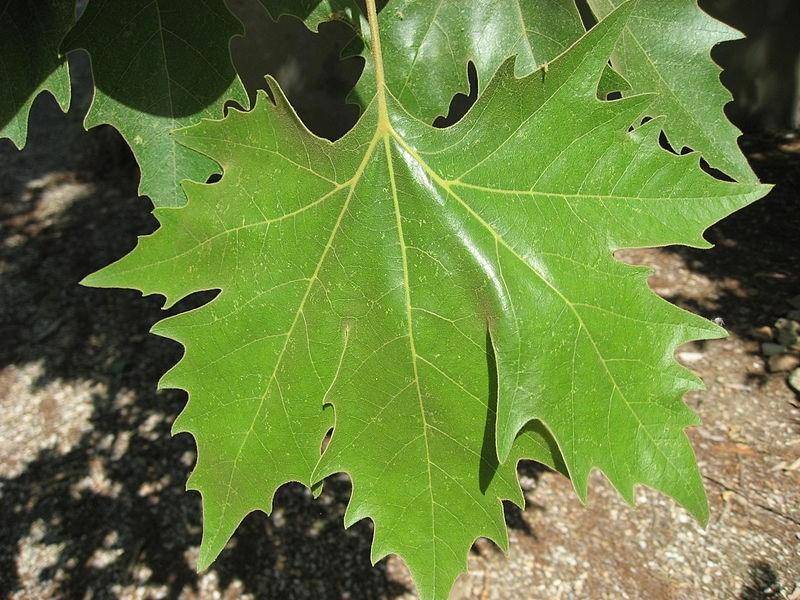 gewone-plataan-platanus-acerifolia-bestellen-bezorgen