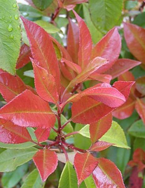 glansmispel-leiboom-lei-photinia-fraseri-red-robin-bestellen-bezorgen