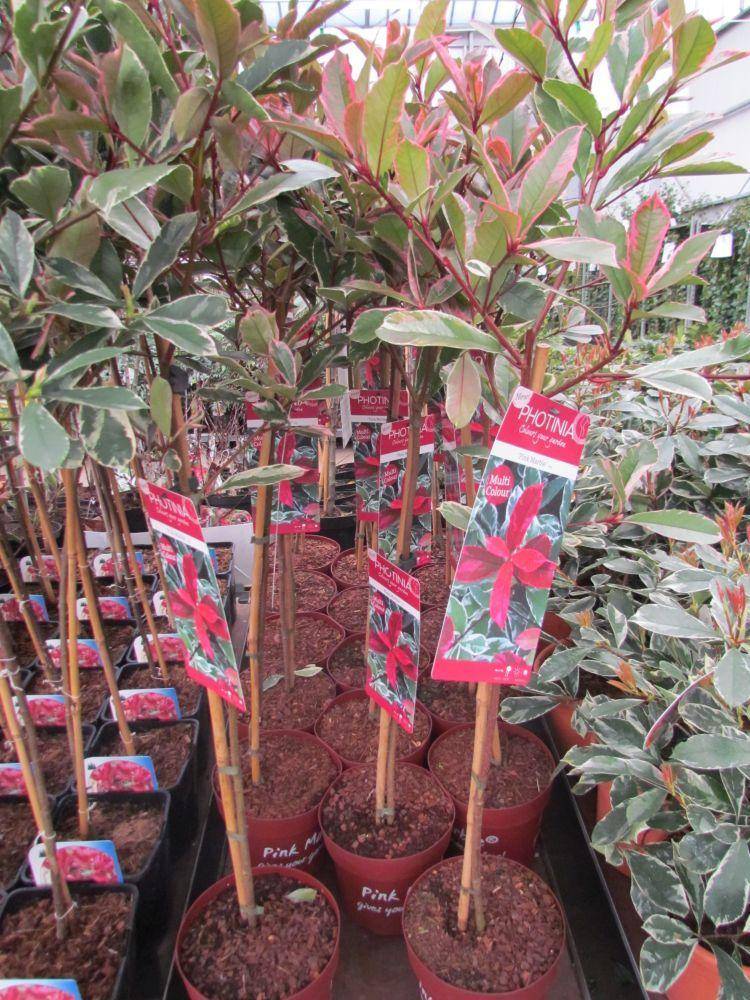 glansmispel-op-stam-photinia-fraseri-pink-marble-bestellen-bezorgen