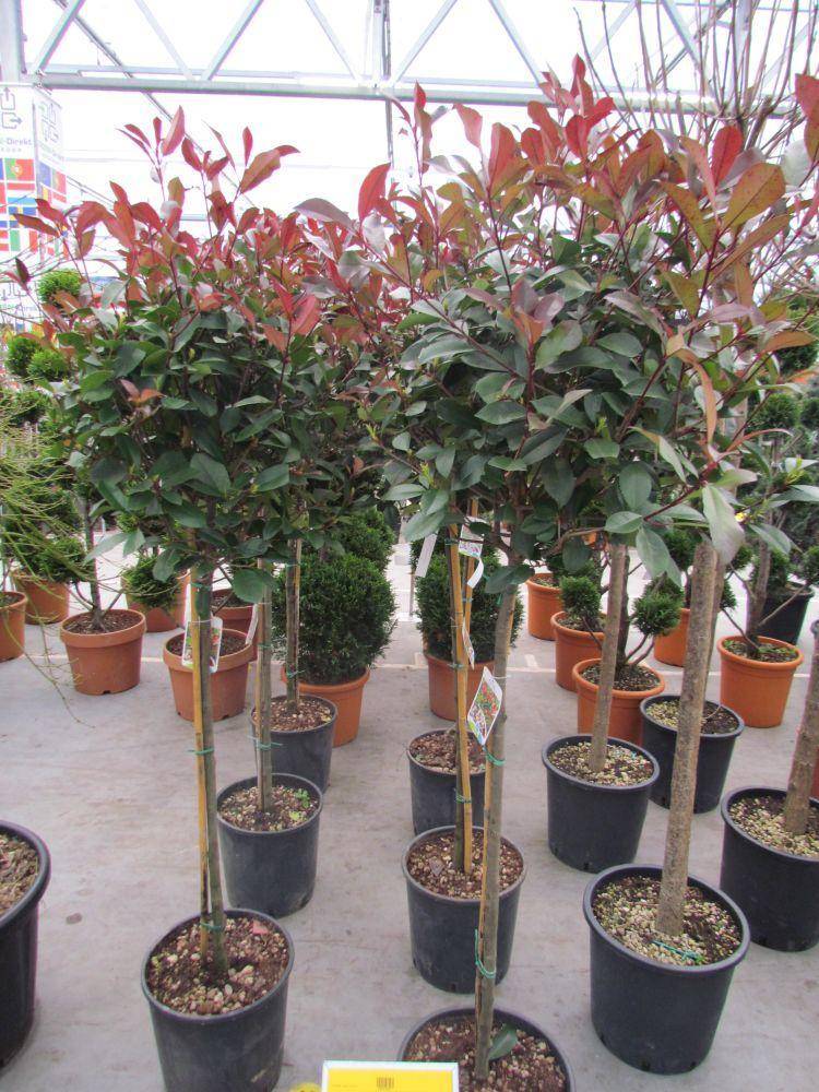 glansmispel-op-stam-photinia-fraseri-red-robin-bestellen-bezorgen