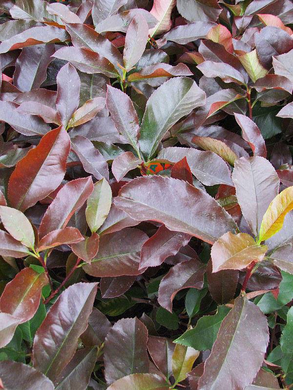 glansmispel-photinia-fraseri-carre-rouge-bestellen-bezorgen