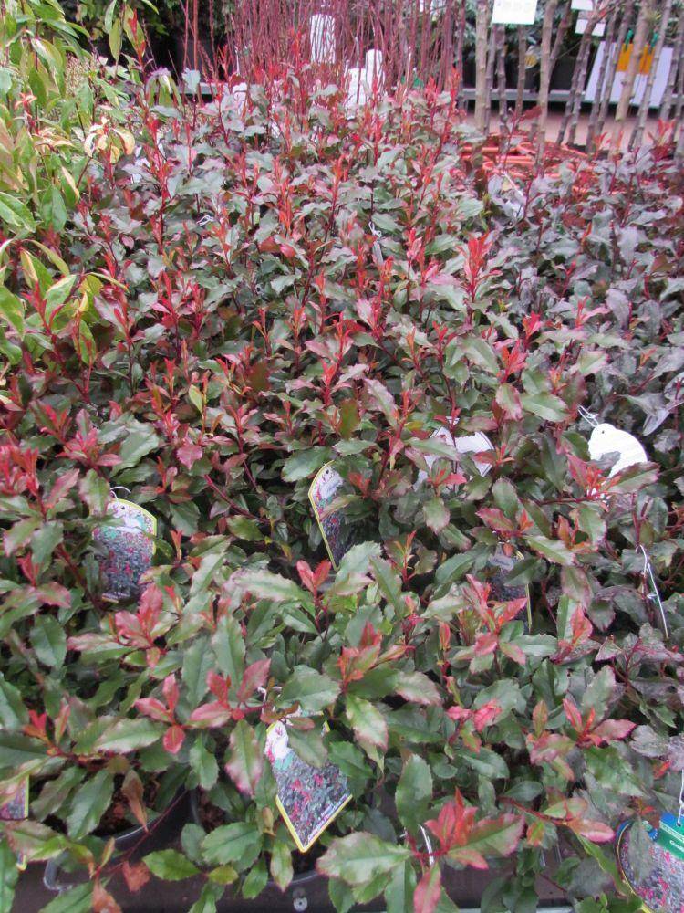 glansmispel-photinia-fraseri-corallina-bestellen-bezorgen