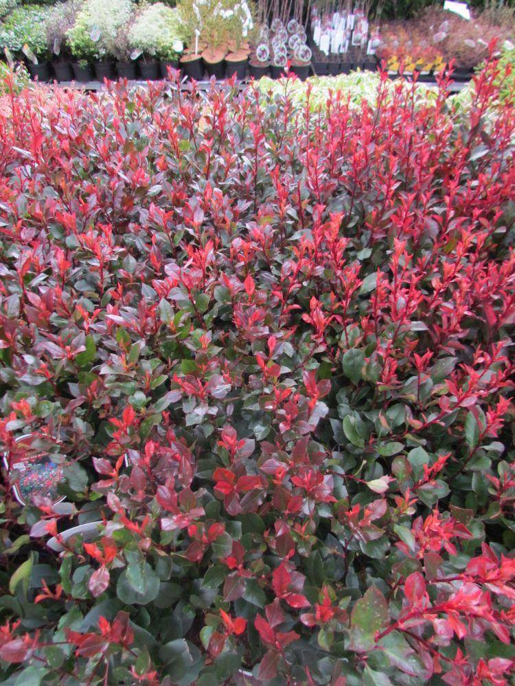 glansmispel-photinia-fraseri-little-red-robin-bestellen-bezorgen