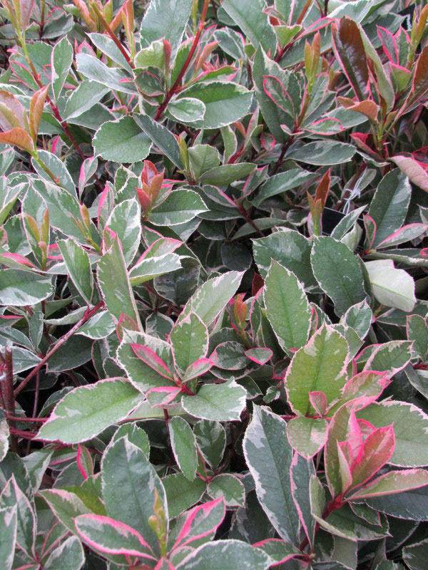 glansmispel-photinia-fraseri-pink-marble-bestellen-bezorgen